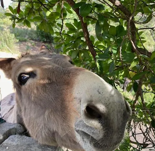 Vila A Scopa 14 Vue Panoramique * Pietrosella