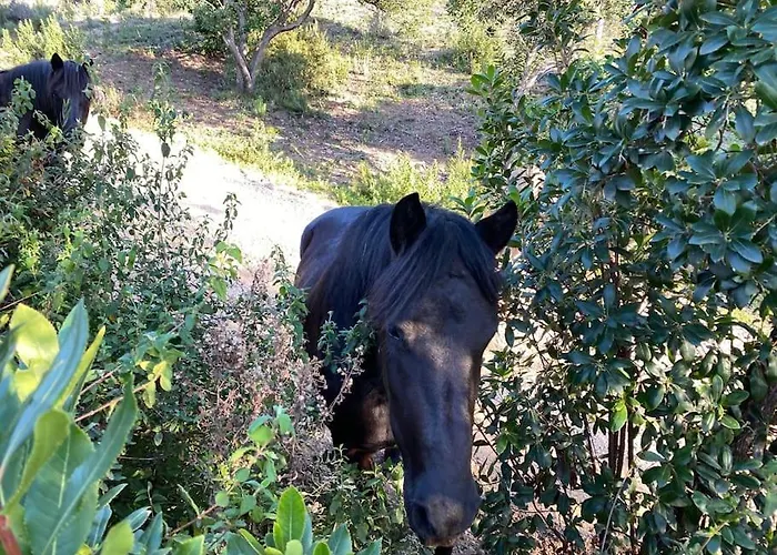 别墅 A Scopa 14 Vue Panoramique * Pietrosella